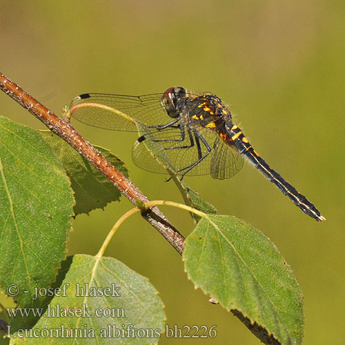 Eastern White-faced Darter Dark Whiteface Østlig Kærguldsmed