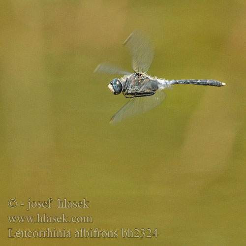 Vážka běloústá Eastern White-faced Darter Dark Whiteface