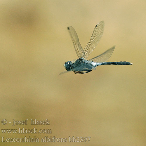 Leucorrhinia albifrons bh2397