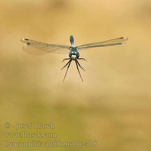 Leucorrhinia albifrons bh2418