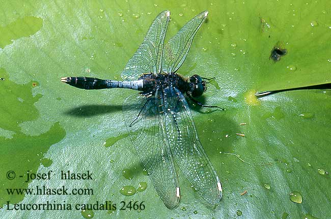 Leucorrhinia caudalis Bulbous White-faced Darter Lilypad Whiteface Åkande Kærguldsmed Lummelampikorento Leucorrhine large queue Sierlijke witsnuitlibel Leucorrhinia coda larga Zierliche Moosjungfer Zalotka spłaszczona vážka široká Bred kärrtrollslända Vannlilje-torvlibelle Стрекоза хвостатая Білоноска товстохвоста Mrtvični spreletavec Tócsaszitakötő