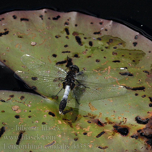 Leucorrhinia caudalis dd3557