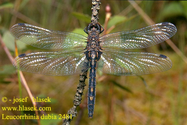 Leucorrhinia dubia Small Whiteface White-faced darfer