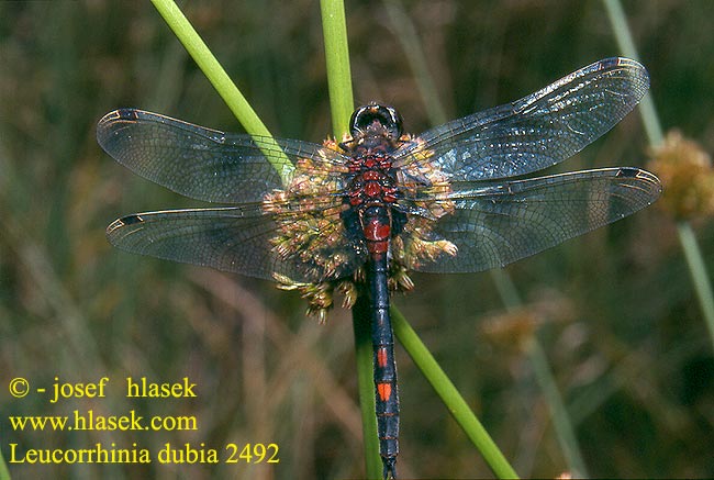 Leucorrhinia dubia Leucorrhine douteuse