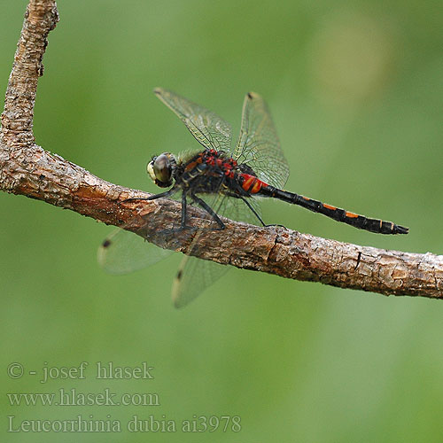 Leucorrhinia dubia Vážka čárkovaná