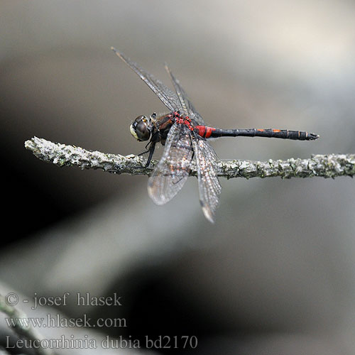 Leucorrhinia dubia bd2170