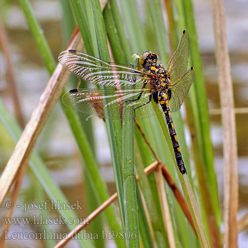 Leucorrhinia dubia Small Whiteface