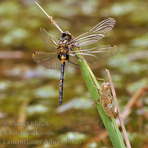 Leucorrhinia dubia bf9811