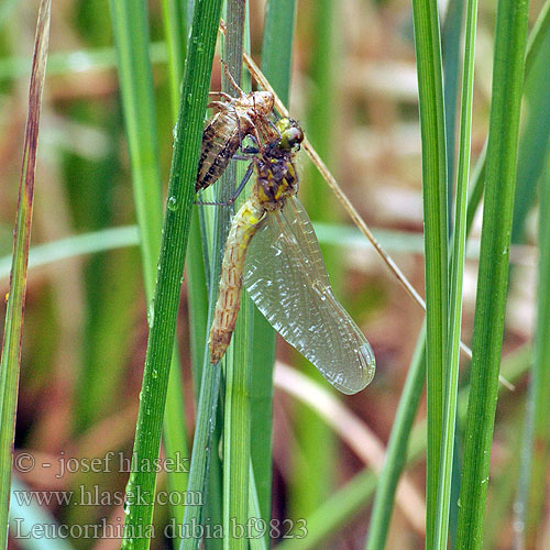 Leucorrhinia dubia bf9823