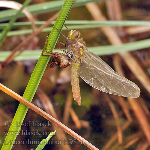 Leucorrhinia dubia bf9826