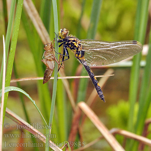 Leucorrhinia dubia bf9835