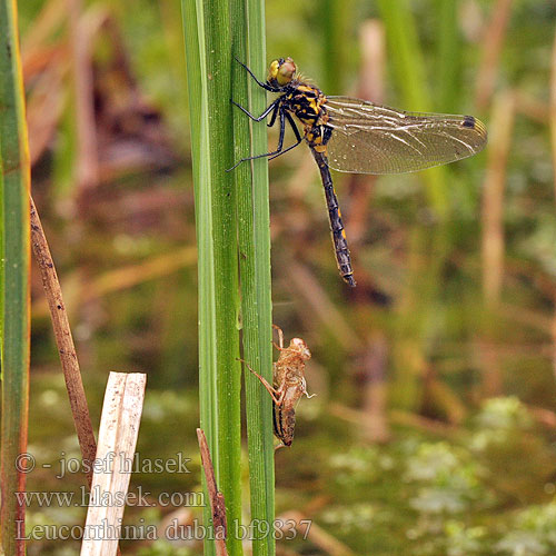 カオジロトンボ Leucorrhinia dubia