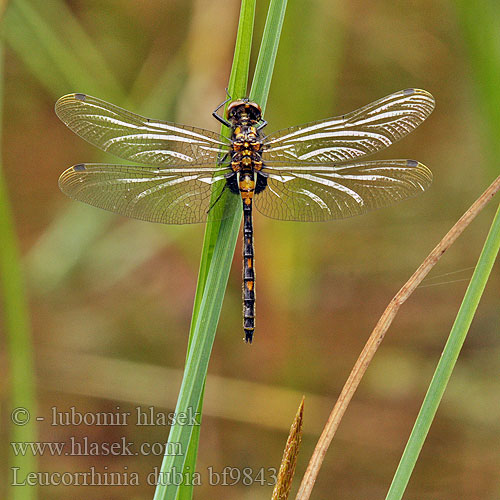 Leucorrhinia dubia bf9843