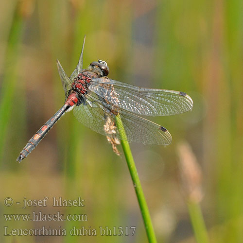 Leucorrhinia dubia bh1317