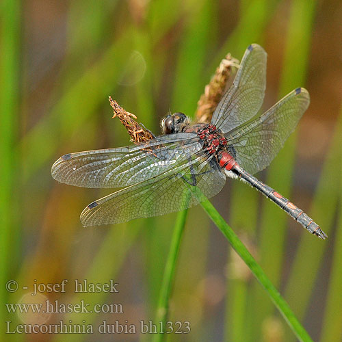 Leucorrhinia dubia bh1323