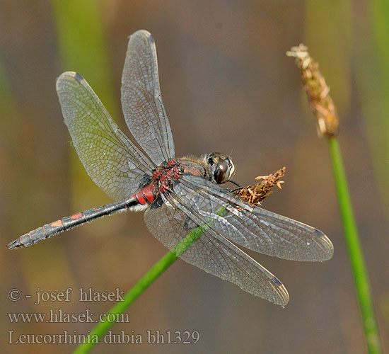 Venwitsnuitlibel Leucorrhinia dubbia