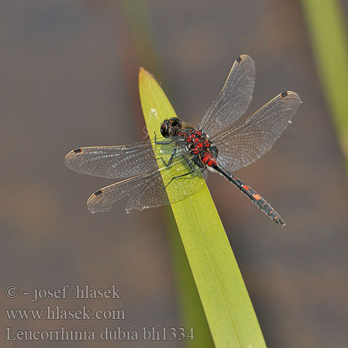 Leucorrhinia dubia bh1334