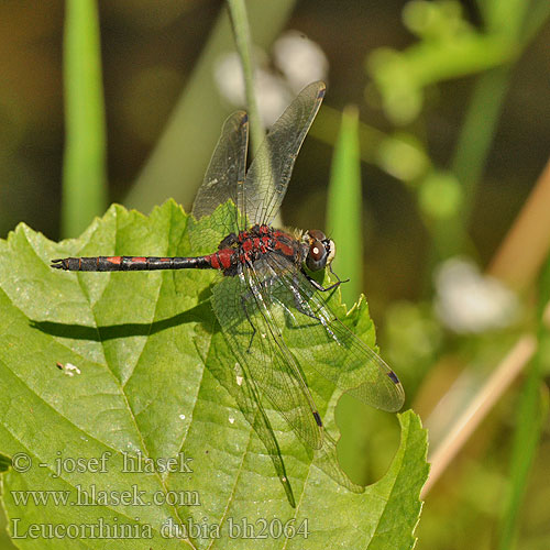 Leucorrhinia dubia bh2064