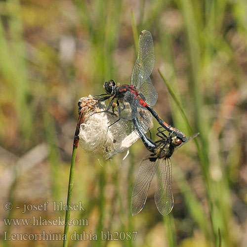 Leucorrhinia dubia bh2087