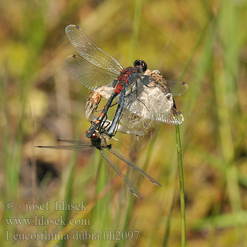 Leucorrhinia dubia bh2097