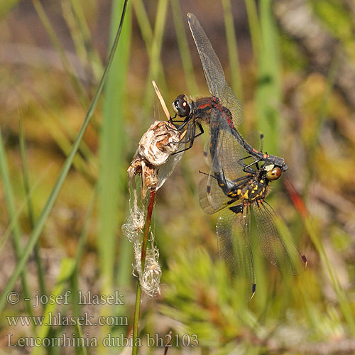 Leucorrhinia dubia bh2103