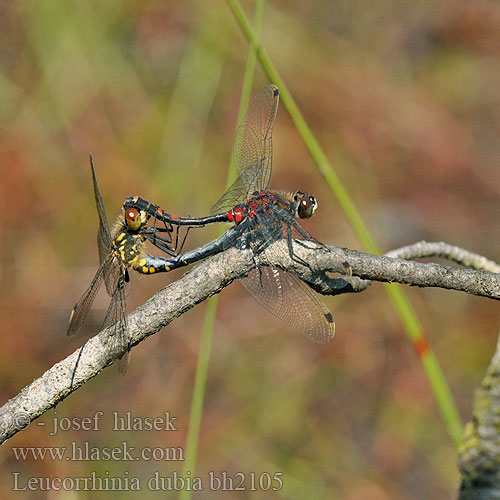 Leucorrhinia dubia bh2105