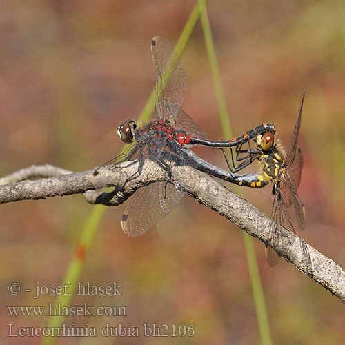 Leucorrhinia dubia bh2106