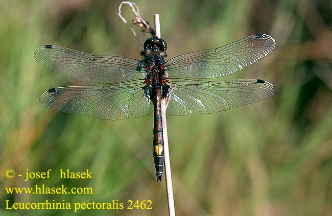 Leucorrhinia pectoralis Large White-faced Darter Yellow-spotted Whiteface Stor Kærguldsmed Täplälampikorento Leucorrhine gros thorax Gevlekte witsnuitlibel Leucorrhinia grande torace Grosse Moosjungfer Zalotka większa Vážka jasnoskvrnná Citronfläckad kärrtrollslända Stor torvlibelle Стрекоза болотная Білоноска болотна Dristavični spreletavec Piros szitakötő