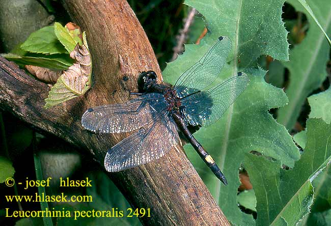 Leucorrhinia pectoralis Stor Kærguldsmed Täplälampikorento Leucorrhine gros thorax Gevlekte witsnuitlibel Leucorrhinia grande torace Grosse Moosjungfer Zalotka większa Vážka jasnoskvrnná Citronfläckad kärrtrollslända Stor torvlibelle Стрекоза болотная Білоноска болотна Dristavični spreletavec Piros szitakötő Large White-faced Darter Yellow-spotted Whiteface