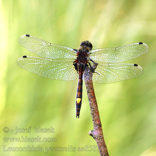 Leucorrhinia pectoralis Täplälampikorento Leucorrhine gros thorax Gevlekte witsnuitlibel Leucorrhinia grande torace Grosse Moosjungfer Zalotka większa Vážka jasnoskvrnná Citronfläckad kärrtrollslända Stor torvlibelle Стрекоза болотная Білоноска болотна Dristavični spreletavec Piros szitakötő Large White-faced Darter Yellow-spotted Whiteface Stor Kærguldsmed