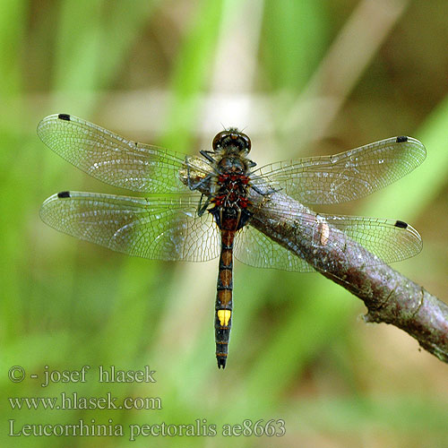 Leucorrhinia pectoralis ae8663