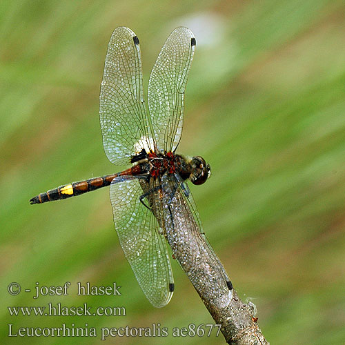 Leucorrhinia pectoralis ae8677