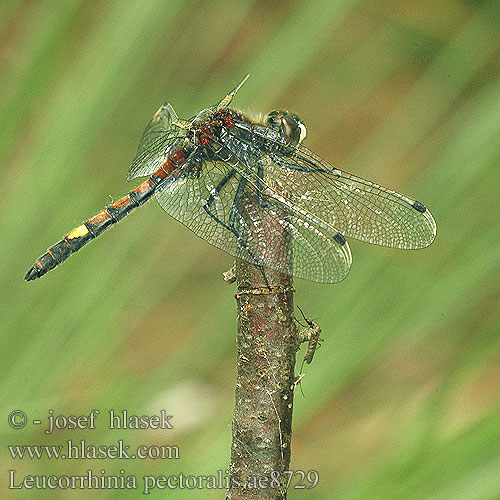 Leucorrhinia pectoralis ae8729