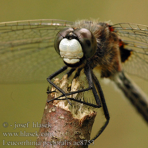 Leucorrhinia pectoralis ae8753