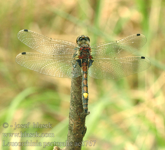 Leucorrhinia pectoralis ae8767