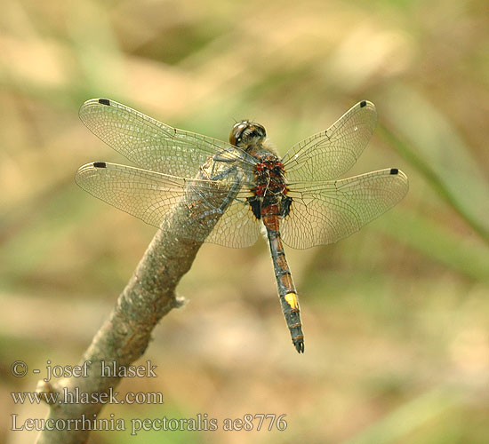 Leucorrhinia pectoralis ae8776