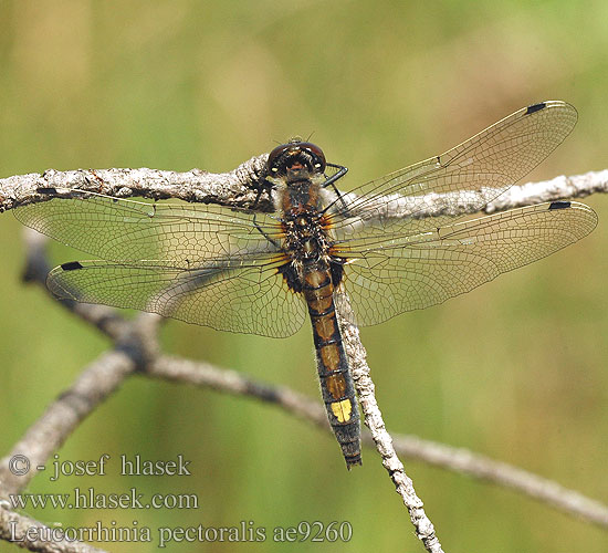 Leucorrhinia pectoralis ae9260