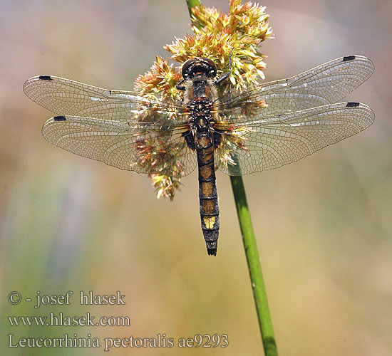 Leucorrhinia pectoralis Stor torvlibelle Стрекоза болотная Білоноска болотна Dristavični spreletavec Piros szitakötő Large White-faced Darter Yellow-spotted Whiteface Stor Kærguldsmed Täplälampikorento Leucorrhine gros thorax Gevlekte witsnuitlibel Leucorrhinia grande torace Grosse Moosjungfer Zalotka większa Vážka jasnoskvrnná Citronfläckad kärrtrollslända