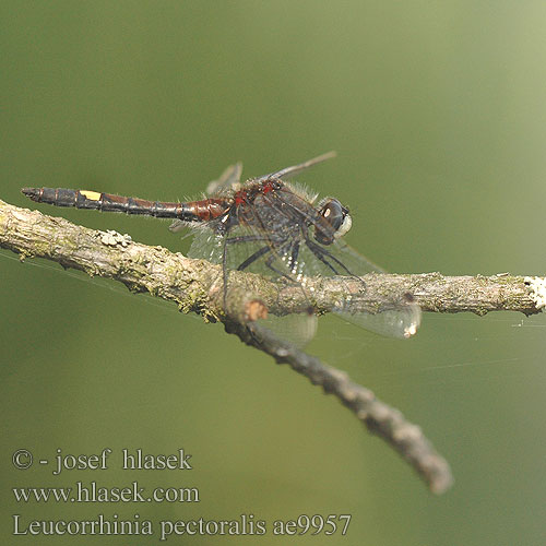 Leucorrhinia pectoralis Стрекоза болотная Білоноска болотна Dristavični spreletavec Piros szitakötő Large White-faced Darter Yellow-spotted Whiteface Stor Kærguldsmed Täplälampikorento Leucorrhine gros thorax Gevlekte witsnuitlibel Leucorrhinia grande torace Grosse Moosjungfer Zalotka większa Vážka jasnoskvrnná Citronfläckad kärrtrollslända Stor torvlibelle