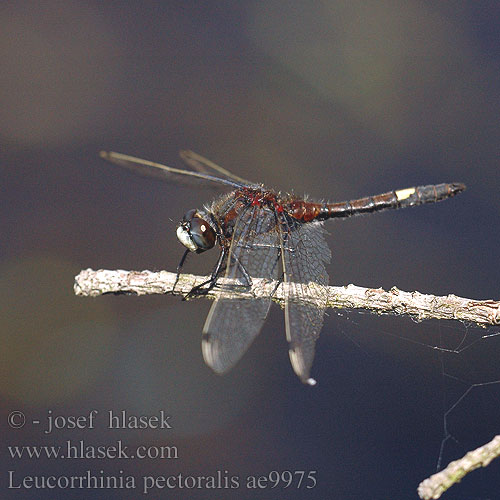 Leucorrhinia pectoralis Білоноска болотна Dristavični spreletavec Piros szitakötő Large White-faced Darter Yellow-spotted Whiteface Stor Kærguldsmed Täplälampikorento Leucorrhine gros thorax Gevlekte witsnuitlibel Leucorrhinia grande torace Grosse Moosjungfer Zalotka większa Vážka jasnoskvrnná Citronfläckad kärrtrollslända Stor torvlibelle Стрекоза болотная