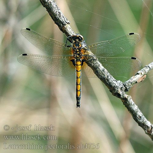 Leucorrhinia pectoralis Large White-faced Darter Yellow-spotted Whiteface Stor Kærguldsmed Täplälampikorento Leucorrhine gros thorax Gevlekte witsnuitlibel Leucorrhinia grande torace Grosse Moosjungfer zalotka większa vážka jasnoskvrnná Citronfläckad kärrtrollslända Stor torvlibelle Стрекоза болотная Білоноска болотна