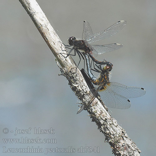 Leucorrhinia pectoralis ah7341