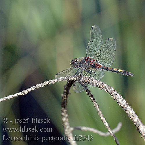 Leucorrhinia pectoralis Grosse Moosjungfer zalotka większa vážka jasnoskvrnná Citronfläckad kärrtrollslända Stor torvlibelle Стрекоза болотная Білоноска болотна Large White-faced Darter Yellow-spotted Whiteface Stor Kærguldsmed Täplälampikorento Leucorrhine gros thorax Gevlekte witsnuitlibel Leucorrhinia grande torace