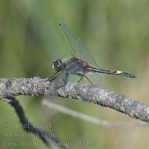 Leucorrhinia pectoralis vážka jasnoskvrnná Citronfläckad kärrtrollslända Stor torvlibelle Стрекоза болотная Білоноска болотна Large White-faced Darter Yellow-spotted Whiteface Stor Kærguldsmed Täplälampikorento Leucorrhine gros thorax Gevlekte witsnuitlibel Leucorrhinia grande torace