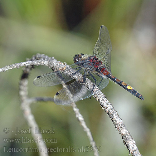 Leucorrhinia pectoralis Стрекоза болотная Білоноска болотна Large White-faced Darter Yellow-spotted Whiteface Stor Kærguldsmed Täplälampikorento Leucorrhine gros thorax Gevlekte witsnuitlibel Leucorrhinia grande torace Grosse Moosjungfer zalotka większa vážka jasnoskvrnná Citronfläckad kärrtrollslända Stor torvlibelle