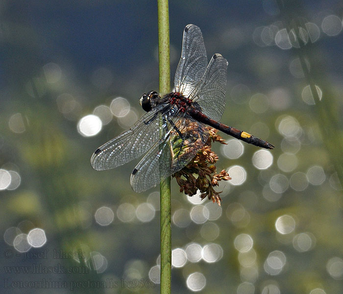 Leucorrhinia pectoralis