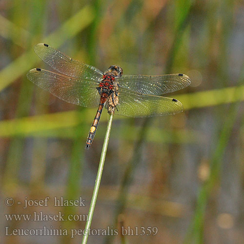 Large White-faced Darter Yellow-spotted Whiteface Stor Kærguldsmed Täplälampikorento Leucorrhine gros thorax Gevlekte witsnuitlibel Leucorrhinia grande torace Grosse Moosjungfer zalotka większa vážka jasnoskvrnná Citronfläckad kärrtrollslända Stor torvlibelle Leucorrhinia pectoralis Стрекоза болотная Білоноска болотна