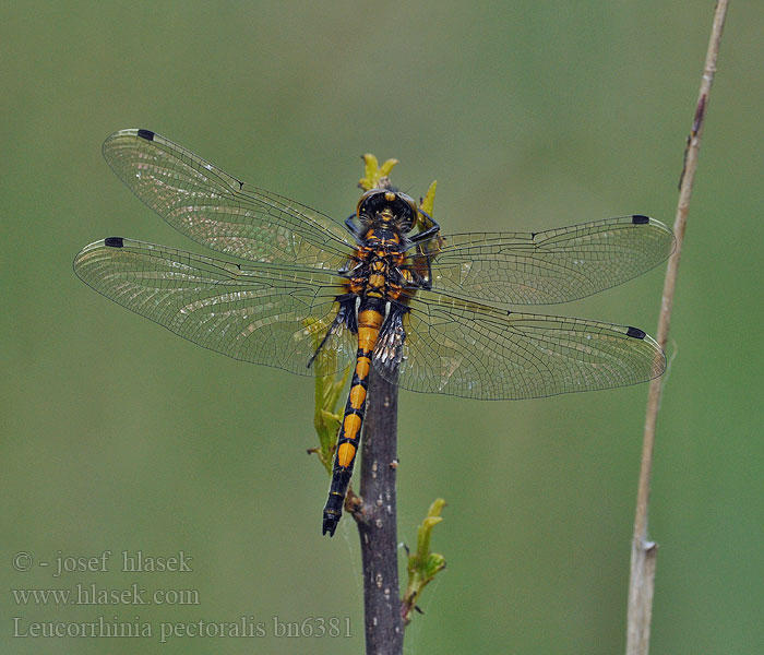 Leucorrhine gros thorax Gevlekte witsnuitlibel Large White-faced Darter Yellow-spotted Whiteface Stor Kærguldsmed Täplälampikorento Leucorrhinia grande torace Grosse Moosjungfer zalotka większa vážka jasnoskvrnná Citronfläckad kärrtrollslända Stor torvlibelle Leucorrhinia pectoralis Стрекоза болотная Білоноска болотна