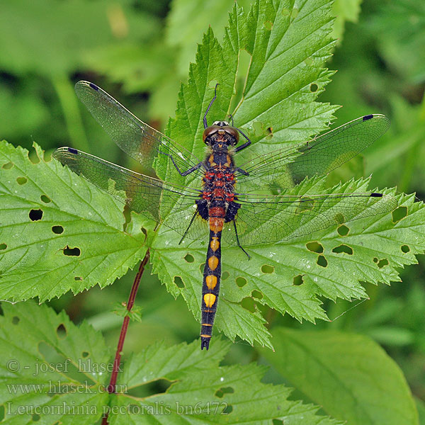 Vážka jasnoskvrnná Citronfläckad kärrtrollslända Leucorrhine gros thorax Gevlekte witsnuitlibel Large White-faced Darter Yellow-spotted Whiteface Stor Kærguldsmed Täplälampikorento Leucorrhinia grande torace Grosse Moosjungfer zalotka większa Stor torvlibelle Leucorrhinia pectoralis Стрекоза болотная Білоноска болотна