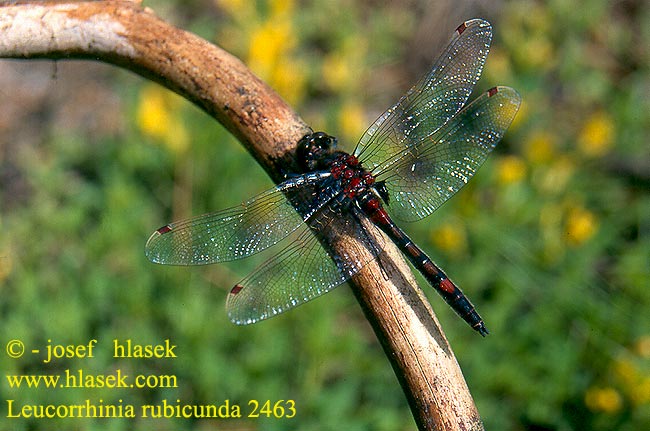 Leucorrhinia rubicunda Northern White-faced Darter Ruby Whiteface Nordisk Kærguldsmed Isolampikorento Leucorrhine rubiconde Noordse witsnuitlibel Leucorrhinia rubiconda Nordische Moosjungfer Zalotka Vážka tmavoskvrnná Nordisk kärrtrollslända Østlig torvlibelle Стрекоза красная Білоноска червонувата Vresni spreletavec